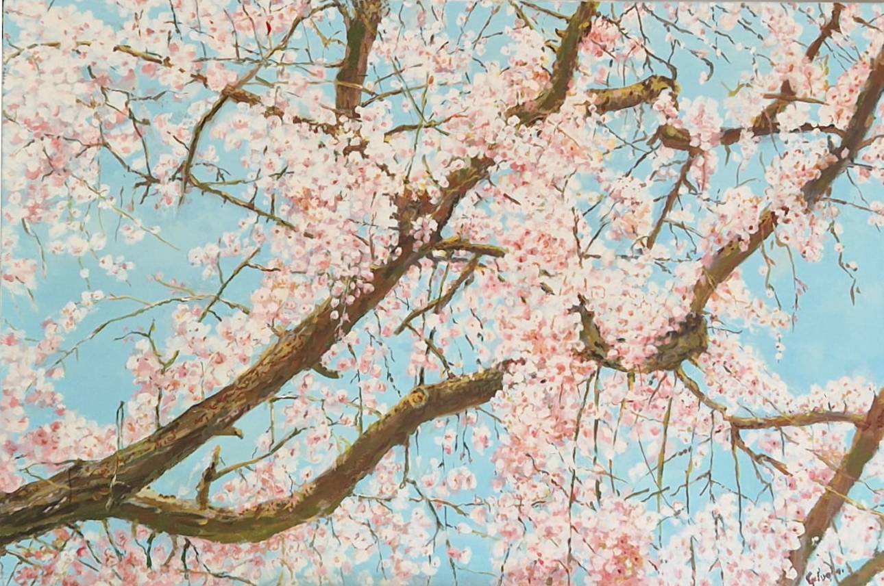 Cherry trees in bloom
