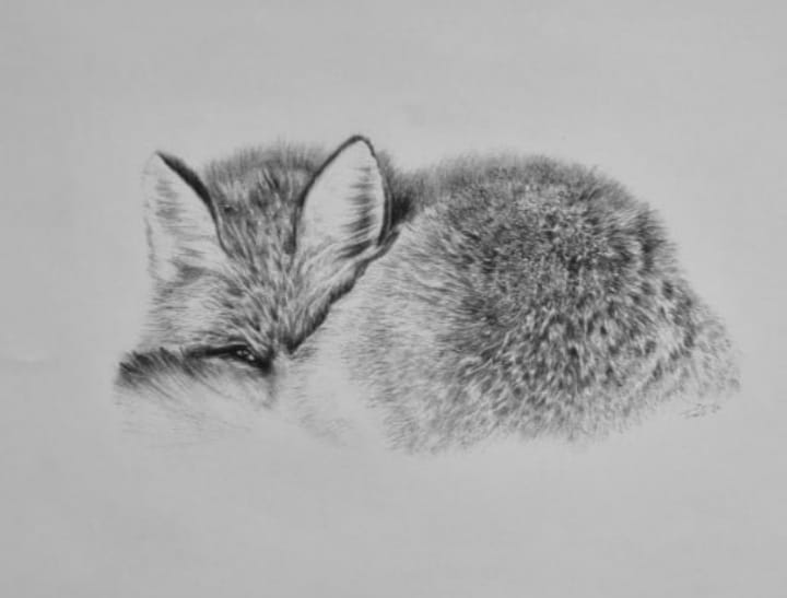 Fox cub