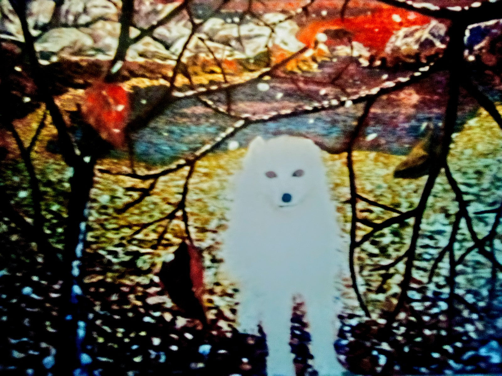 White fox at sunset, as it starts to snow.