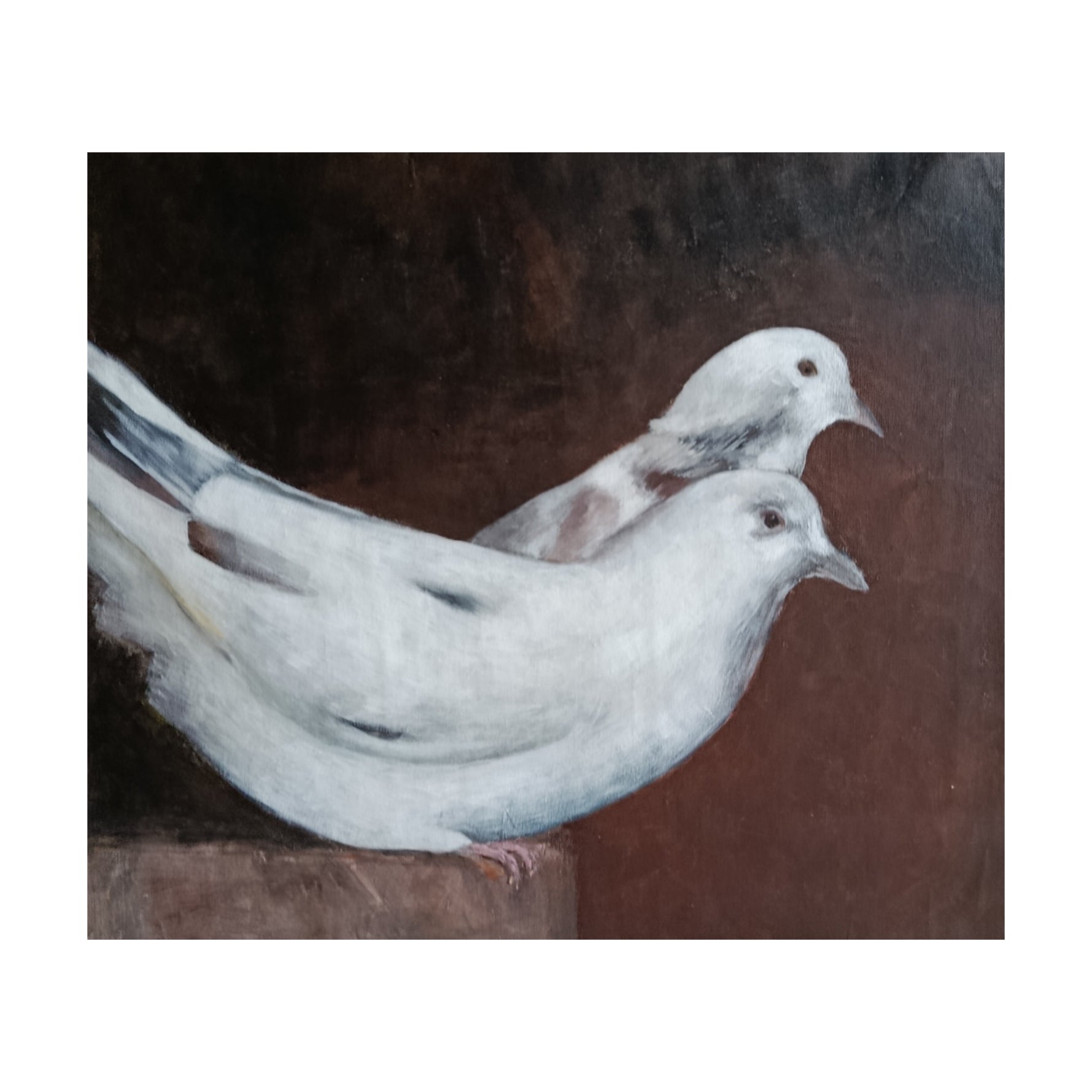 pigeons