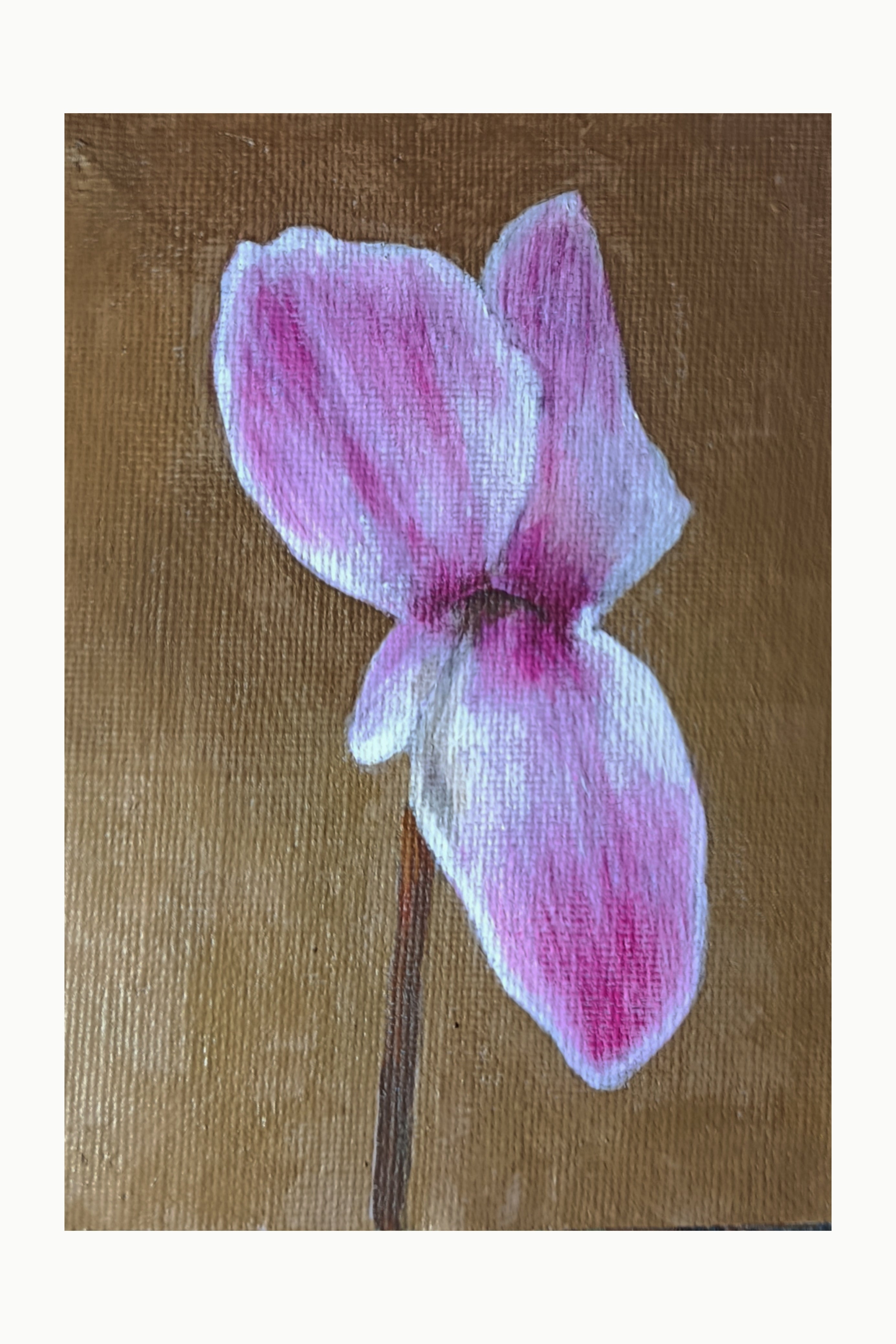 cyclamen