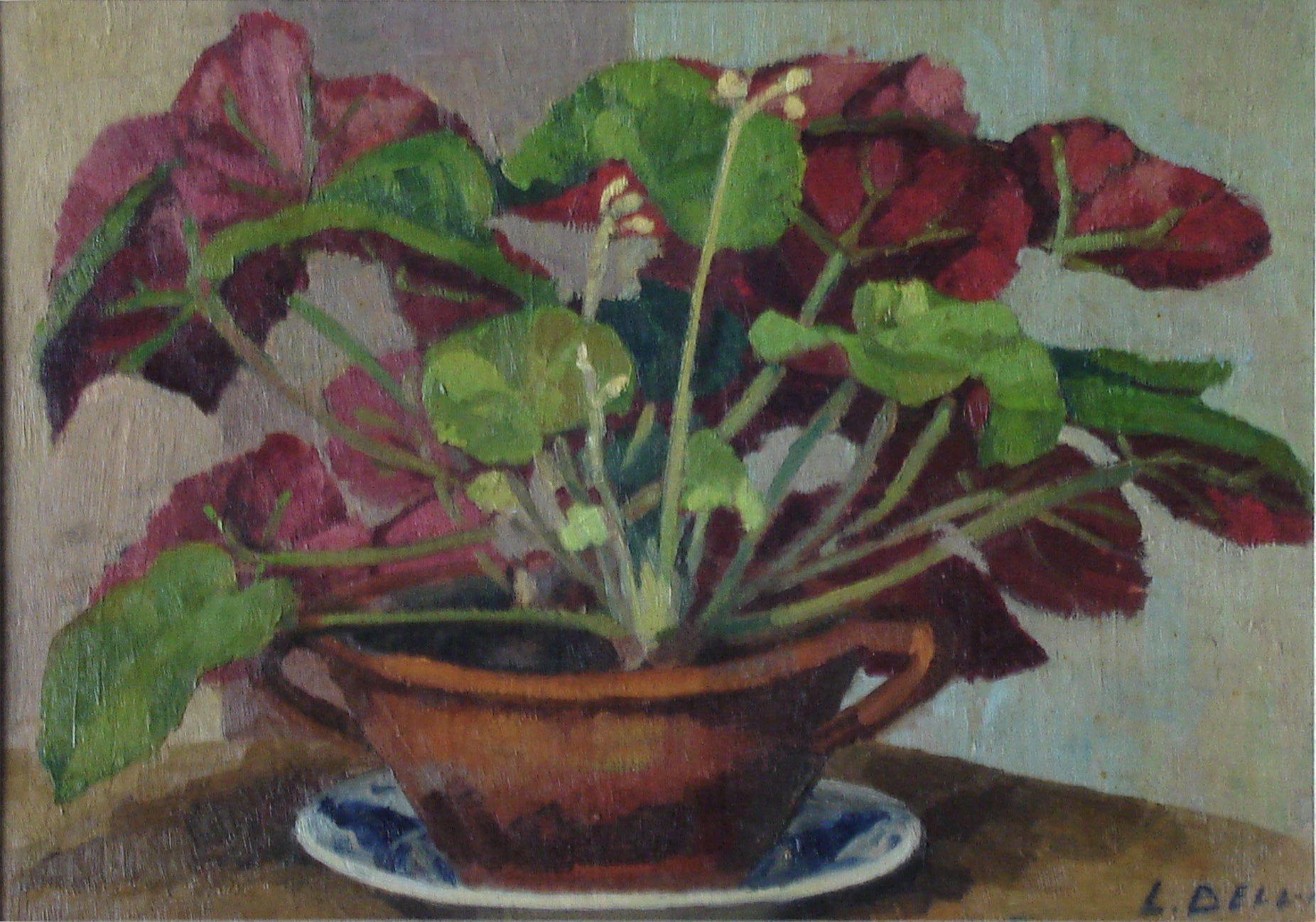 L. Belli - Begonias