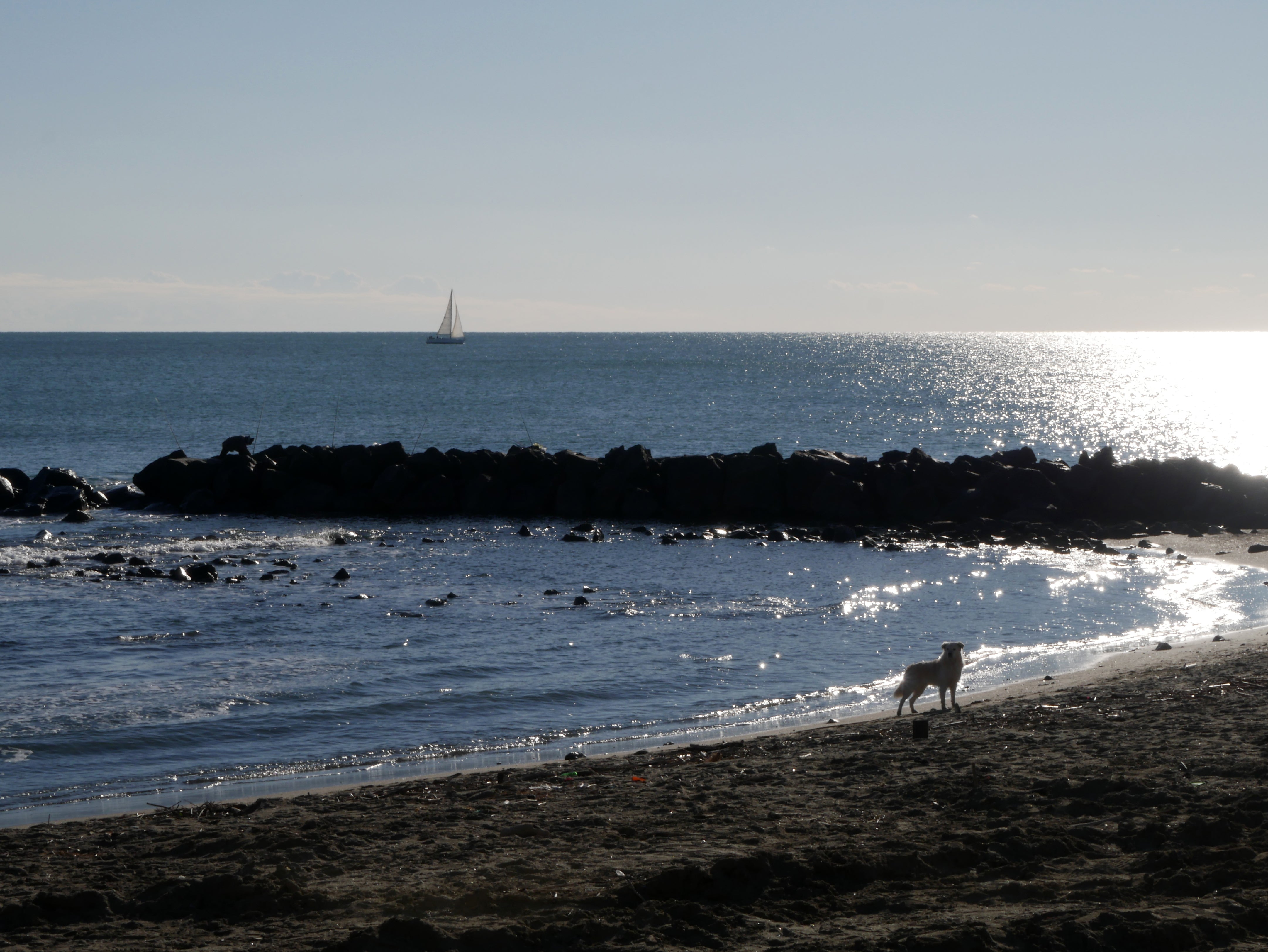 El velero y el perro
