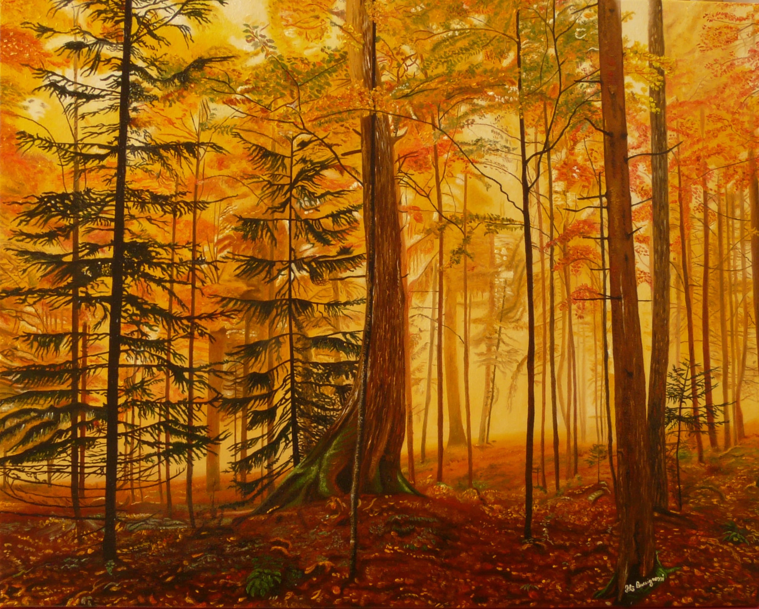 Buccigrossi Floriano - Luces y sombras del bosque