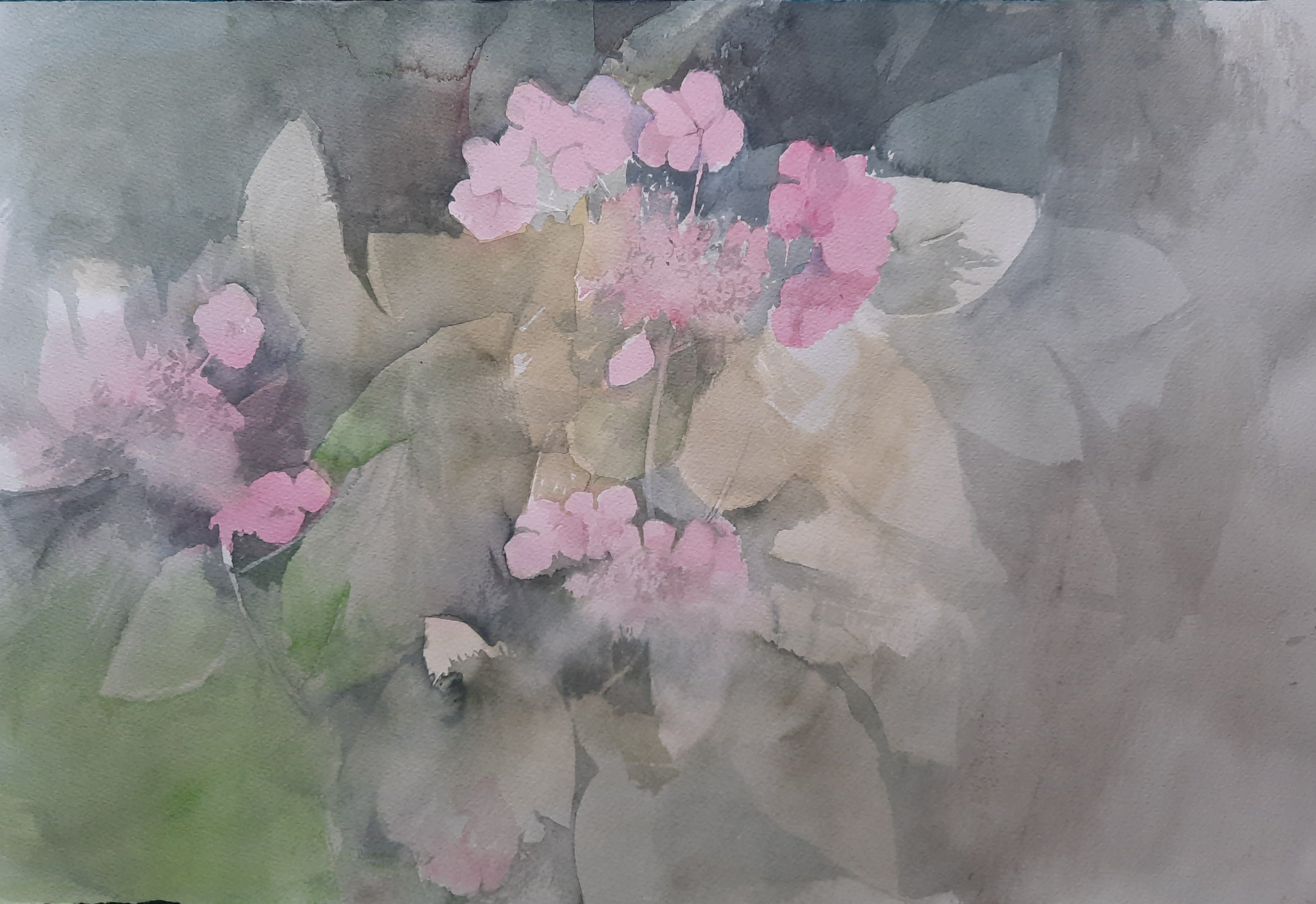 hydrangeas