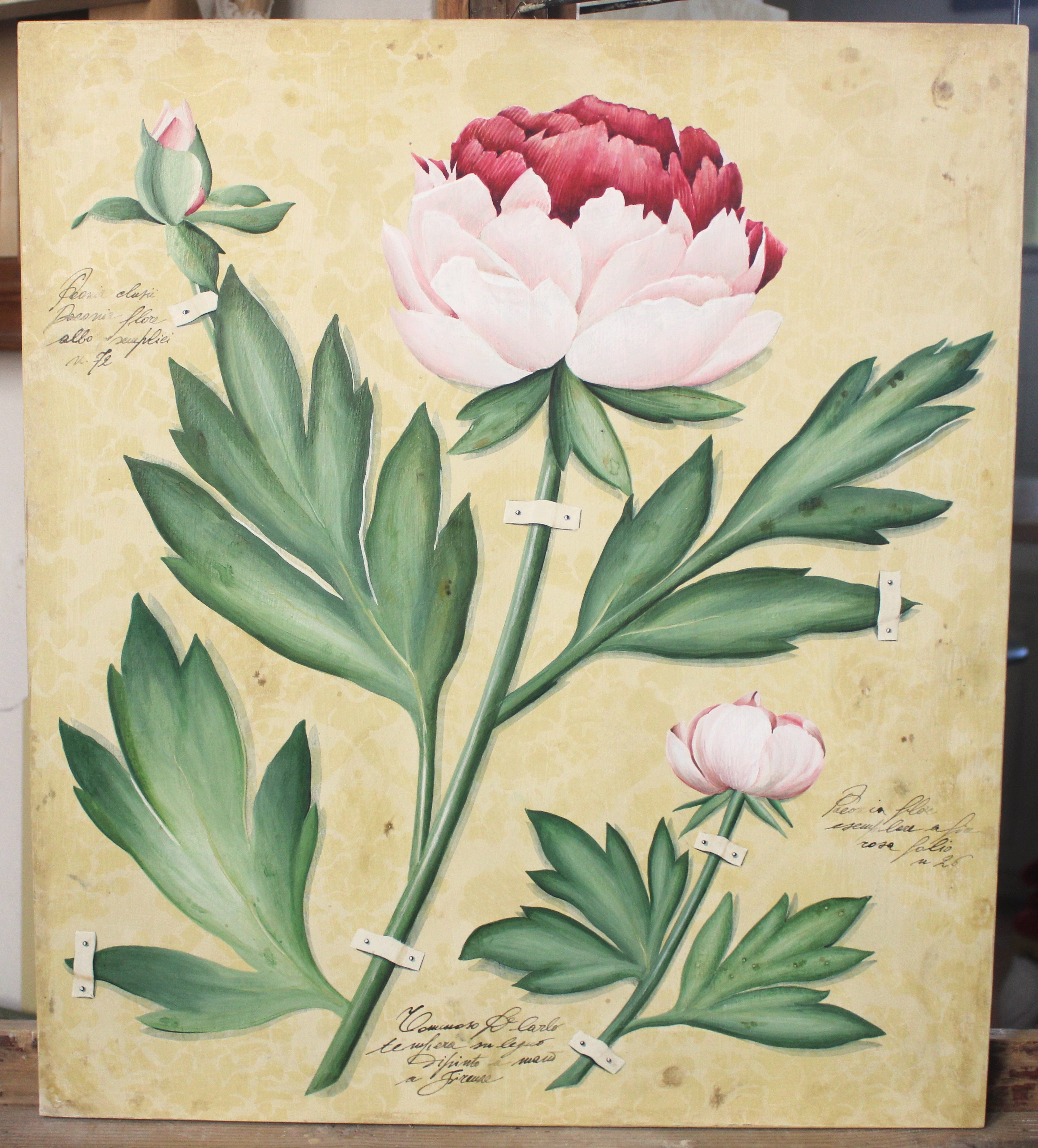 Peony