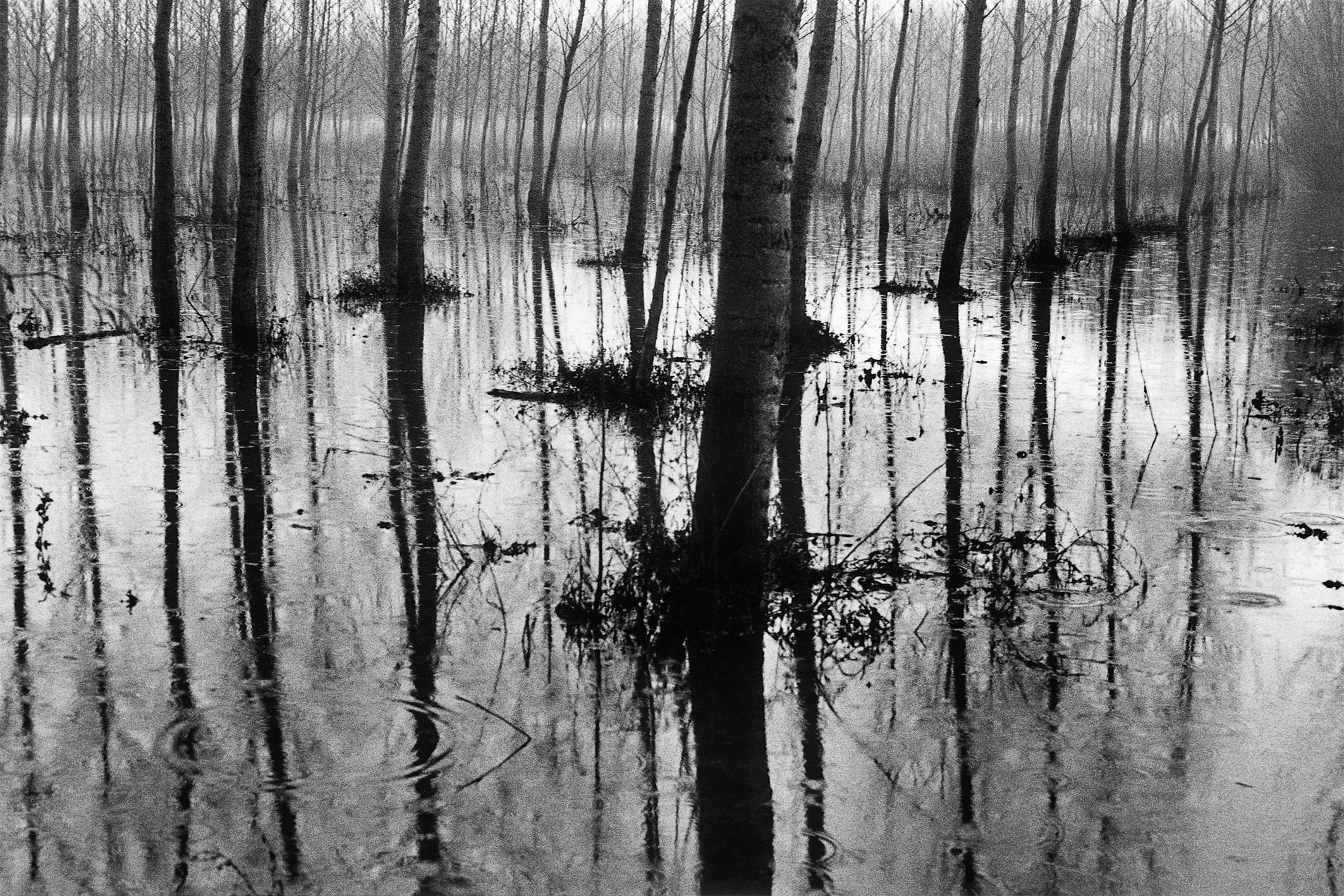 Massimo D'Amato - The Rain