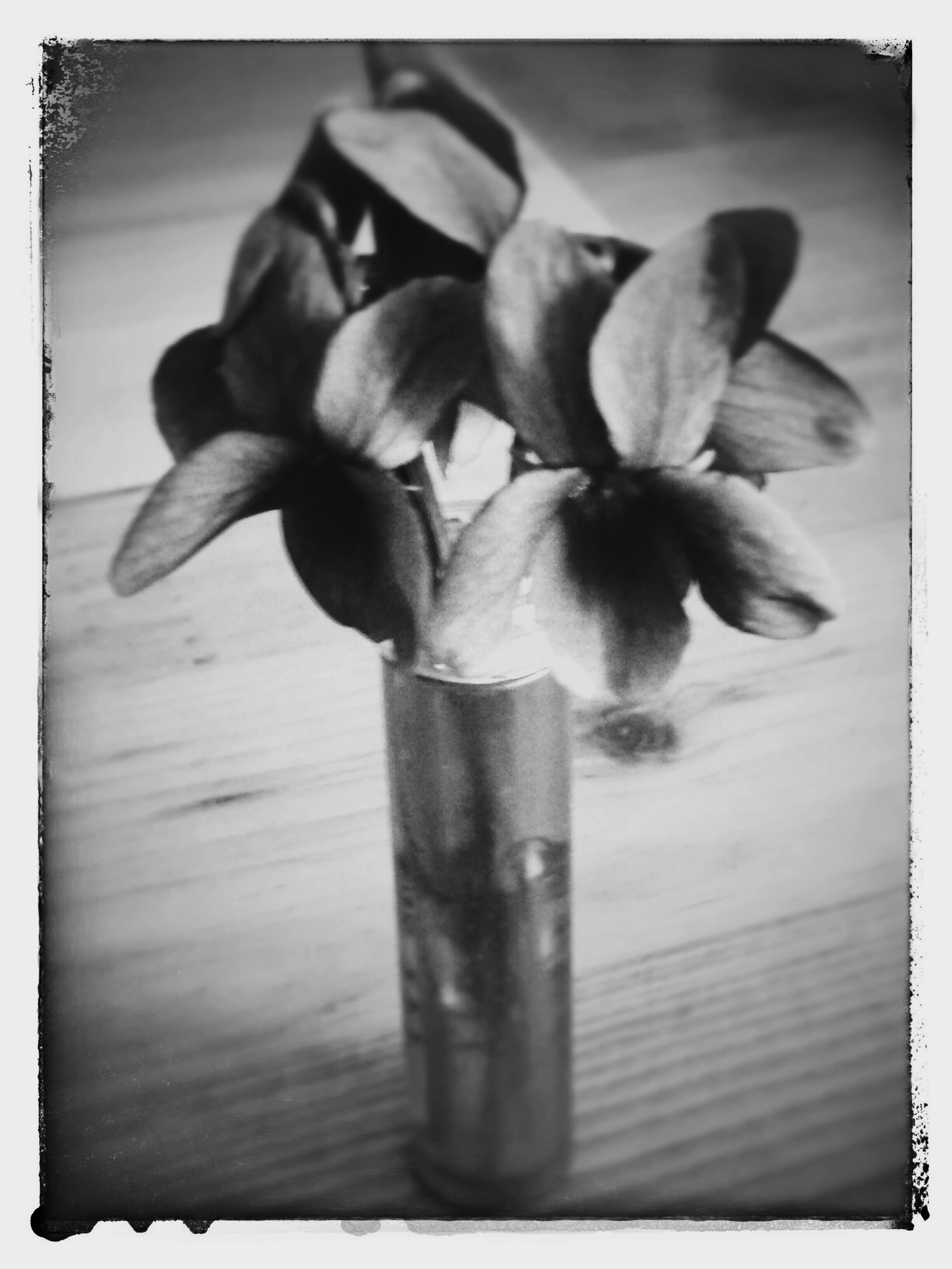 Tina Fugazzotto - to my lovely, shonin