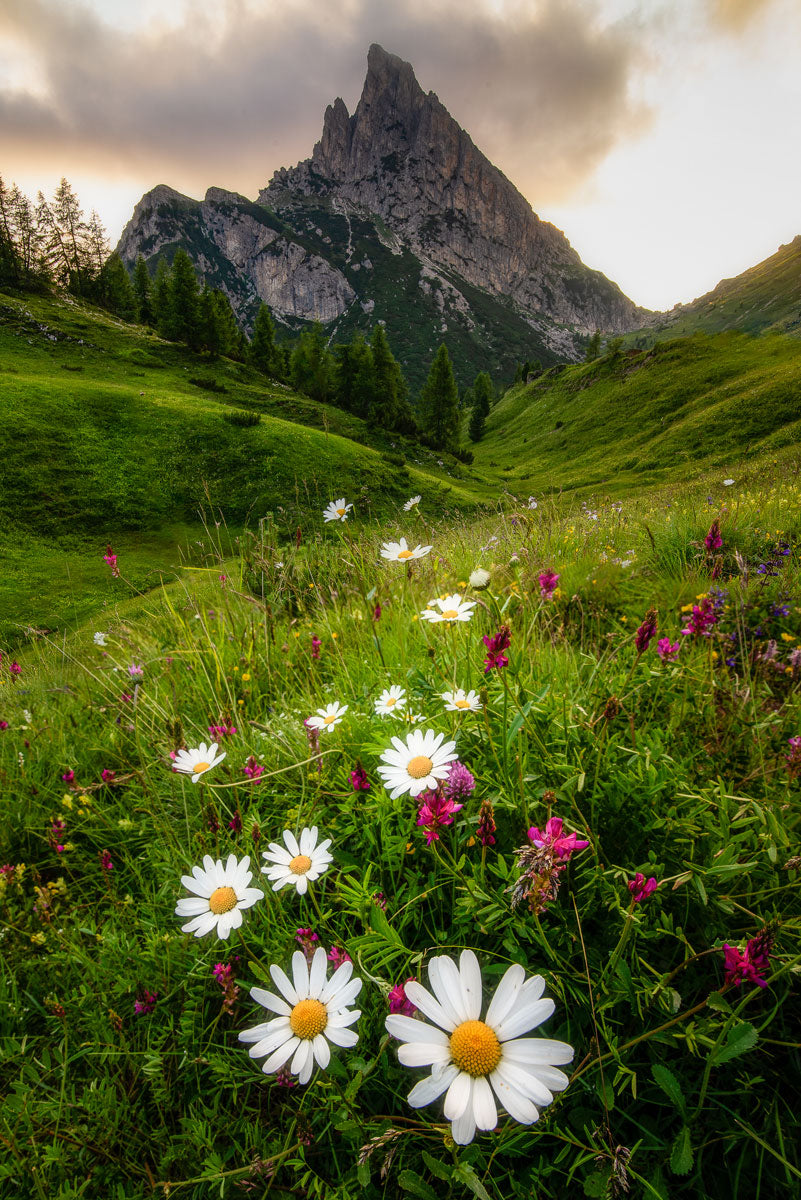 The Witch's Garden