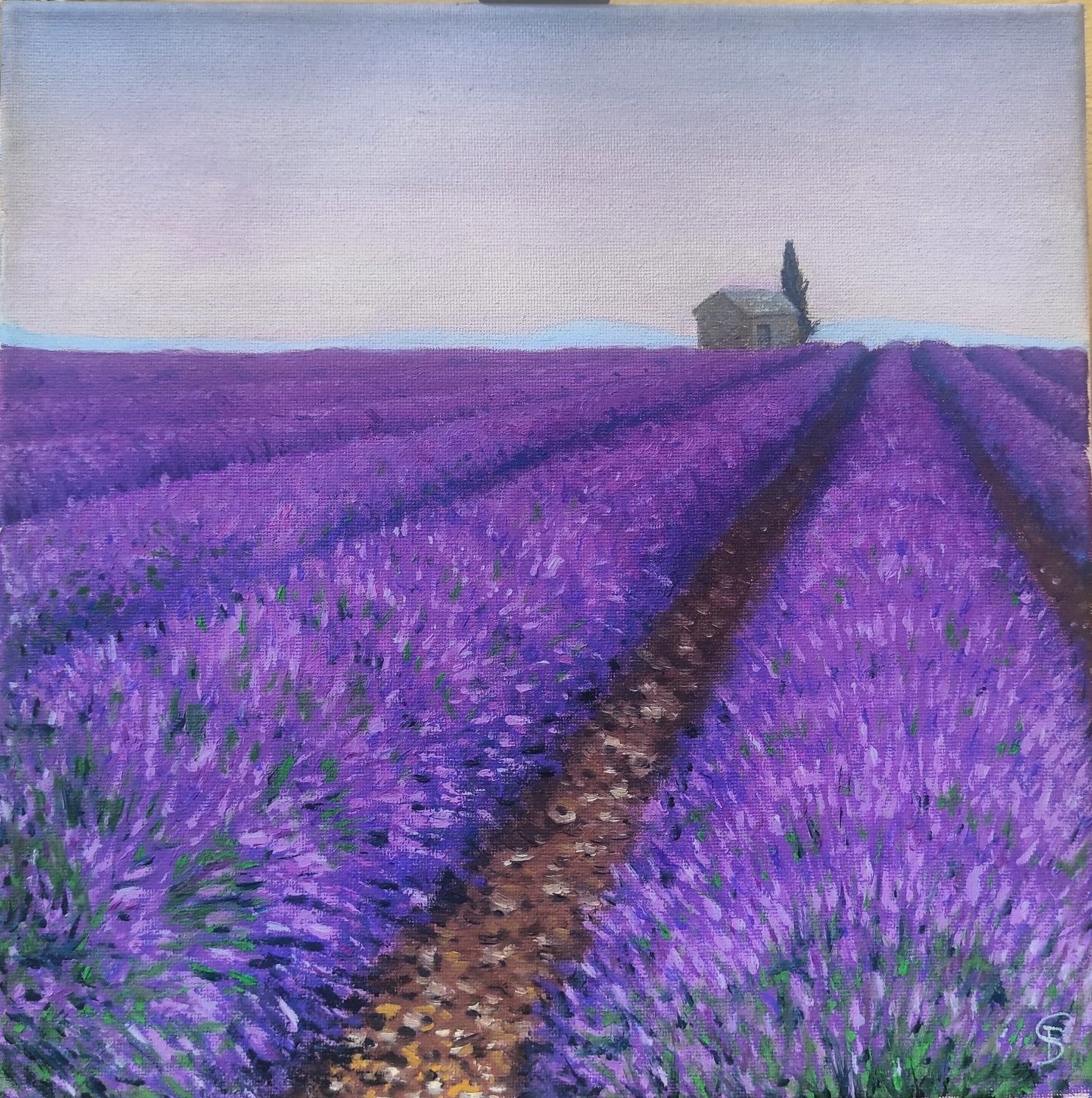 Lavender field