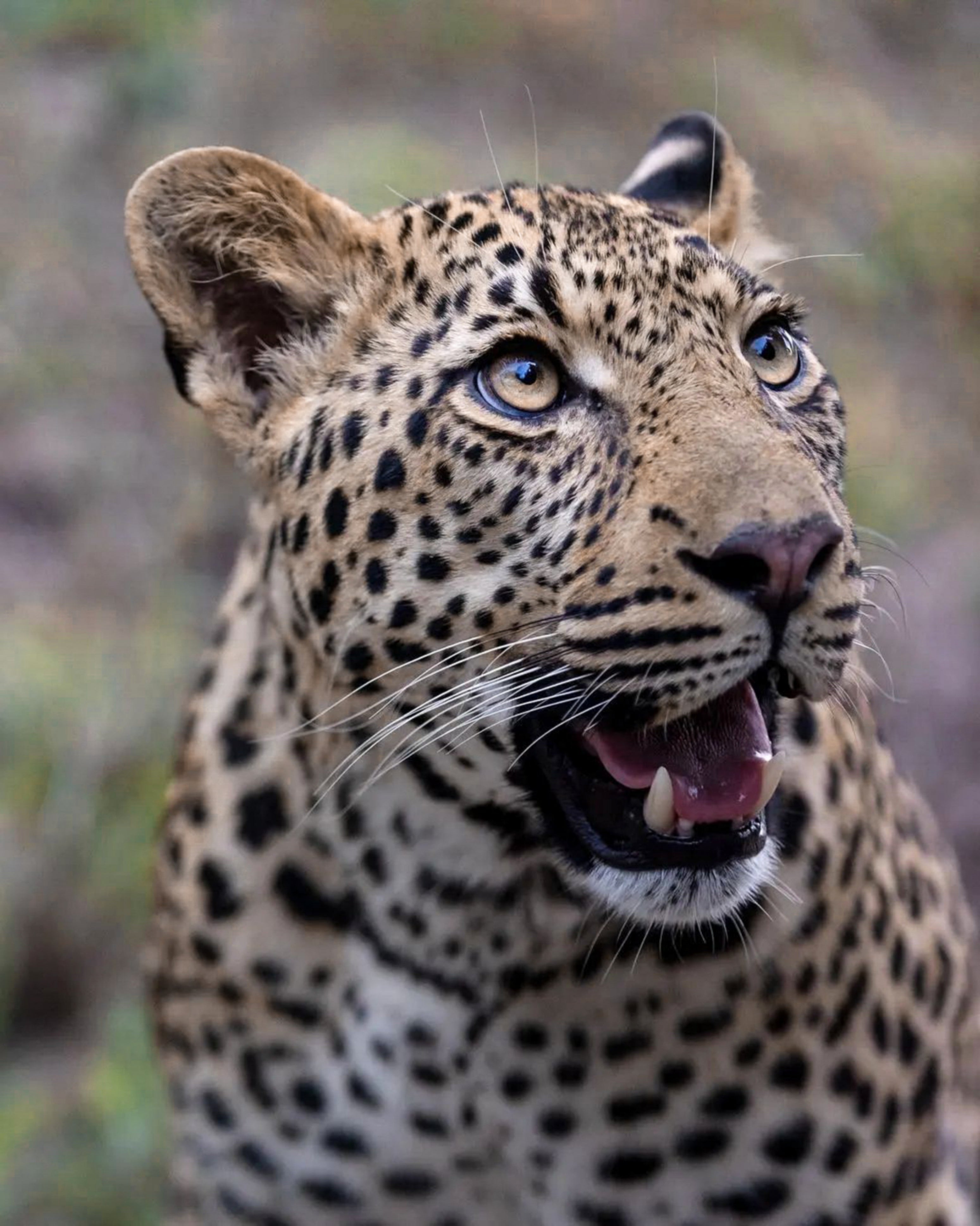 Bhagira leopard